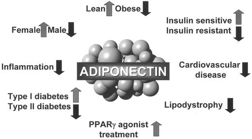 FIG. 1. Summary of established effects influencing circulating adiponectin levels.
