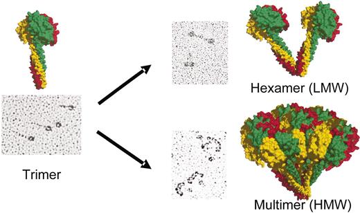 FIG. 2. Adiponectin multimerization. Shown are the three major forms of adiponectin found in circulation. Electronmicrographs of purified complexes are shown (26). Schematic representations of the different complexes are shown as well, with each adiponectin subunit in the basic trimeric building block represented in a different color.