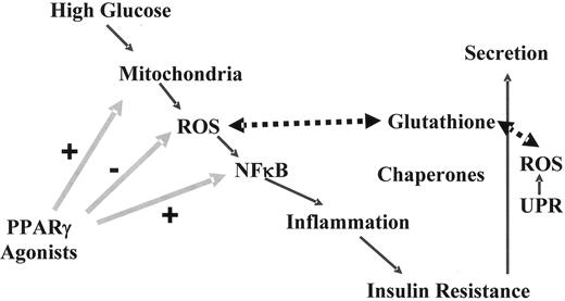 FIG. 5. Hyperglycemia-induced increased production of ROS and subsequent induction of a proinflammatory cascade and insulin resistance. Increased levels of ROS also negatively impact on the redox potential in the ER lumen and consequently may affect a subset of proteins critically dependent on proper disulfide bond formation. PPAR-γ agonist alleviate these effects at a number of different levels, inducing mitochondrial biogenesis, reducing ROS levels, displaying potent anti-inflammatory properties, inducing critical chaperones for the secretory pathway, and reducing the unfolded protein response (UPR). NFκB, nuclear factor κB.