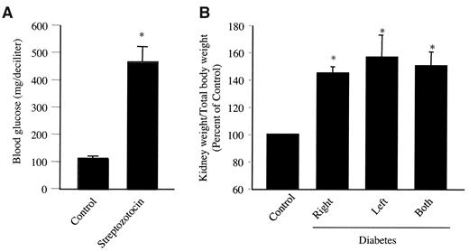 FIG. 1. Streptozotocin causes kidney hypertrophy in rats. Sprague-Dawley rats were injected with 65 mg/ml streptozotocin as described in research design and methods. The blood glucose concentration was determined 4 days later (A). B: The kidneys were harvested as described in research design and methods, and hypertrophy is expressed as a ratio of kidney weight to total body weight. Control: n = 6; streptozotocin: n = 4. *P < 0.05 vs. control by ANOVA.