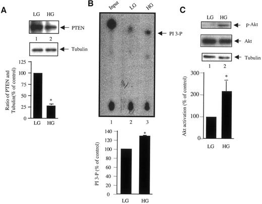 FIG. 3. High glucose downregulates PTEN in mesangial cells. A: Serum-deprived cells were incubated with 5 mmol/l glucose plus 20 mmol/l mannitol (low glucose [LG]) or 25 mmol/l glucose (high glucose [HG]) for 48 h. Then, 20 μg of cell lysates were immunoblotted with anti-PTEN and anti-tubulin antibodies. Bottom panel shows quantitation of protein bands. *P < 0.05 vs. control, n = 17. B: High glucose inhibits PTEN phosphatase activity. Mesangial cells were incubated with glucose as described in A. PTEN immunoprecipitates from 100 μg of lysates were assayed for phosphatase activity, using 32P-labeled PI 3 (PI 3-P), as described in research design and methods. Arrow indicates the position of [32P]PI 3. Bottom panel shows quantitation of [32P]PI 3 spots. *P < 0.05 vs. control, n = 3. C: High glucose stimulates Akt. We immunoblotted 20 μg of cell lysates in A with phospho-Akt (pAkt), Akt, and tubulin antibodies, respectively. Bottom panel shows ratio of intensity of phospho-Akt and Akt as Akt activation. *P < 0.05 vs. control, n = 8.