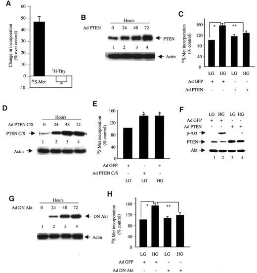 FIG. 4. PTEN regulates mesangial cell hypertrophy. A: Quiescent mesangial cells were incubated with 5 mmol/l glucose plus 20 mmol/l mannitol (low glucose [LG]) and 25 mmol/l glucose (high glucose [HG]) for 48 h. The cells were then incubated with [3H]thymidine and [35S]methionine, and the incorporation into DNA and protein was determined as described in research design and methods. B: Cells were infected with adenoviruses (Ad) (moi 50) and harvested at indicated times. Then, 20 μg of cell lysates were immunoblotted with anti-PTEN and anti-actin antibodies. C: Quiescent cells were infected with PTEN adenovirus or green fluorescent protein (GFP) adenovirus (moi 50) for 24 h followed by incubation with 5 mmol/l glucose plus 20 mmol/l mannitol and 25 mmol/l glucose for 48 h. [35S]methionine (Met) incorporation was determined as described in research design and methods. Means of triplicate measurements are shown. *P < 0.05 and **P < 0.05 by ANOVA. D: Mesangial cells were infected with PTEN C/S adenovirus (moi 50), and 20 μg of lysates were immunoblotted as described in B. E: Quiescent mesangial cells were infected with green fluorescent protein adenovirus or PTEN C/S adenovirus (moi 50) for 72 h. For high glucose, the cells were infected with green fluorescent protein adenovirus for 24 h before incubation with 25 mmol/l glucose for 48 h. [35S]methionine incorporation was determined as described in research design and methods. Means of triplicate measurements are shown. *P < 0.05 by ANOVA. F: Quiescent mesangial cells were infected with PTEN adenovirus (moi 50) and incubated with high and low glucose as described in C. Then, 20 μg of cell lysates were immunoblotted with phospho-Akt, PTEN, and Akt antibodies, respectively. G: Mesangial cells were infected with dominant-negative (DN) Akt adenovirus (moi 50), and the lysates were immunoblotted with anti-HA to detect dominant-negative Akt and actin antibody. H: Quiescent cells were infected with dominant-negative Akt adenovirus or green fluorescent protein adenovirus and incubated with high and low glucose as described in C. [35S]methionine incorporation was determined as described in research design and methods. Means of triplicate measurements are shown. *P < 0.01, **P < 0.01 by ANOVA.