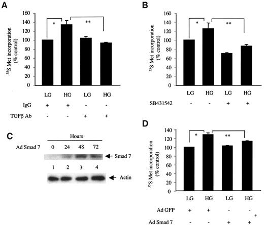 FIG. 5. TGF-β regulates high-glucose–induced mesangial cell hypertrophy. A: Serum-deprived mesangial cells were incubated with nonspecific IgG or TGF-β antibody (5 μg/ml) for 1 h before incubation with glucose as described in Fig. 4A, and [35S]methionine (Met) incorporation was determined. The means of triplicate measurements are shown. *P < 0.05 and **P < 0.05 by ANOVA. B: Quiescent mesangial cells were incubated with 2 μmol/l SB431542 for 1 h before incubation with glucose as described in Fig. 4A, and [35S]methionine incorporation was determined. Means of triplicate measurements are shown. *P < 0.05 and **P < 0.05 by ANOVA. C: Expression of Smad7. Mesangial cells were infected with Smad7 adenovirus (Ad) (moi 50). The cell lysates were immunoblotted with anti-FLAG to detect Smad7 and actin antibody, respectively. D: Mesangial cells were infected with Smad7 adenovirus or green fluorescent protein adenovirus (moi 50) for 24 h before incubation with glucose as described in Fig. 4A. [35S]methionine incorporation was determined. Means of triplicate measurements are shown. *P < 0.05 and **P < 0.05 by ANOVA. HG, high glucose; LG, low glucose.