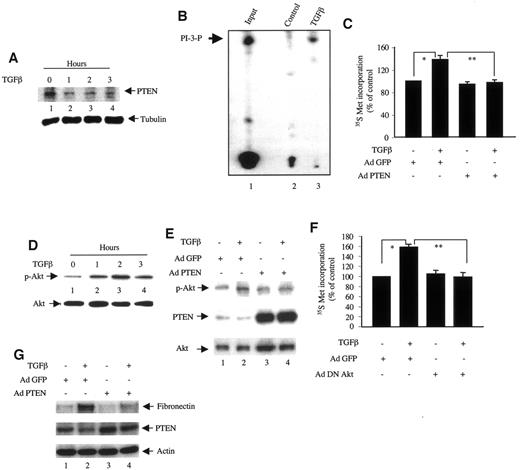 FIG. 6. TGF-β downregulates PTEN, resulting in mesangial cell hypertrophy. A: Quiescent anti-mesangial cells were incubated with 2 ng/ml TGF-β for indicated periods. Then, 20 μg cell lysates were immunoblotted with anti-PTEN and anti-tubulin antibodies. B: Mesangial cells were incubated with TGF-β for 2 h. PTEN immunoprecipitates from 100 μg lysates were assayed for phosphatase activity using 32P-labeled PI 3 (PI 3-P) as described in research design and methods. Arrow indicates the position of [32P]PI 3. C: Mesangial cells were incubated with green fluorescent protein (GFP) adenovirus (Ad) or PTEN adenovirus (moi 50) for 24 h before incubation with 2 ng/ml TGF-β for 48 h, and [35S]methionine (Met) incorporation was determined. Means of triplicate measurements are shown. *P < 0.05 and **P < 0.05 by ANOVA. D: Quiescent mesangial cells were incubated with 2 ng/ml TGF-β for indicated times, and 20 μg lysates were immunoblotted with phospho-Akt and Akt antibodies, respectively. E: PTEN inhibits TGF-β–induced Akt activation. Quiescent mesangial cells were infected with PTEN adenovirus (moi 50) for 24 h before stimulating with 2 ng/ml TGF-β for 2 h. Then, 20 μg lysates were immunoblotted with phospho-Akt, PTEN, and Akt antibodies, respectively. F: Quiescent cells were infected with green fluorescent protein adenovirus or dominant-negative (DN) Akt adenovirus (moi 50) for 24 h before stimulation with TGF-β for 48 h. [35S]methionine incorporation was determined. Means of triplicate measurements are shown. *P < 0.05 and **P < 0.05 by ANOVA. G: Mesangial cells were infected with green fluorescent protein adenovirus or PTEN adenovirus as described above. The infected cells were incubated with TGF-β for 24 h. Then, 5 μg cell lysates were immunoblotted with fibronectin, PTEN, and actin antibodies, respectively.