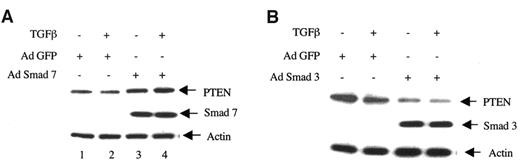 FIG. 7. TGF-β–specific Smads regulate PTEN downregulation. A: Mesangial cells were infected with Smad7 adenovirus (Ad) (A), Smad3 adenovirus (B), or green fluorescent protein (GFP) adenovirus (50 moi) followed by incubation with TGF-β for 2 h. Then, 20 μg lysates were immunoblotted with PTEN, actin, and FLAG (for detecting tagged Smad7 and Smad3) antibodies, respectively.
