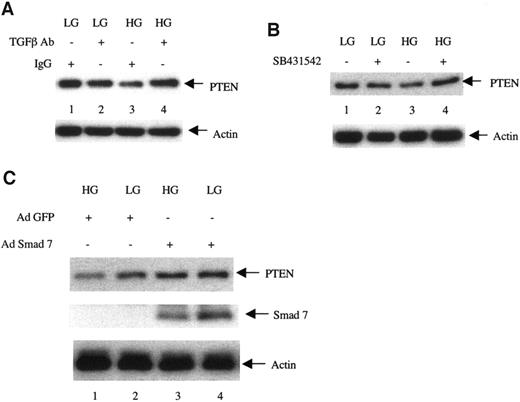 FIG. 8. TGF-β regulates PTEN expression in response to high glucose. A: Quiescent mesangial cells were incubated with nonspecific IgG or TGF-β neutralizing antibody (5 μg/ml) followed by incubation with glucose as described in Fig. 5A. Then, 20 μg lysates were immunoblotted with anti-PTEN and anti-actin antibodies. B: Quiescent mesangial cells were incubated with 2 μmol/l SB431542 for 1 h before incubation with high glucose, as described in Fig. 5B. Then, 20 μg lysates were immunoblotted with anti-PTEN and anti-actin antibodies. C: Quiescent mesangial cells were infected with green fluorescent protein (GFP) adenovirus (Ad) or Smad7 adenovirus (moi 50) for 24 h before incubation with high glucose as described in Fig. 5D. Then, 20 μg lysates were immunoblotted with anti-PTEN, anti-FLAG, and anti-actin antibodies, respectively. HG, high glucose; LG, low glucose.