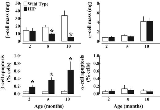 FIG. 2. The mean β- and α-cell mass and apoptosis in HIP and wild-type rats at 2, 5, and 10 months of age. Data are expressed as means ± SE. *HIP vs. wild type, P < 0.05.