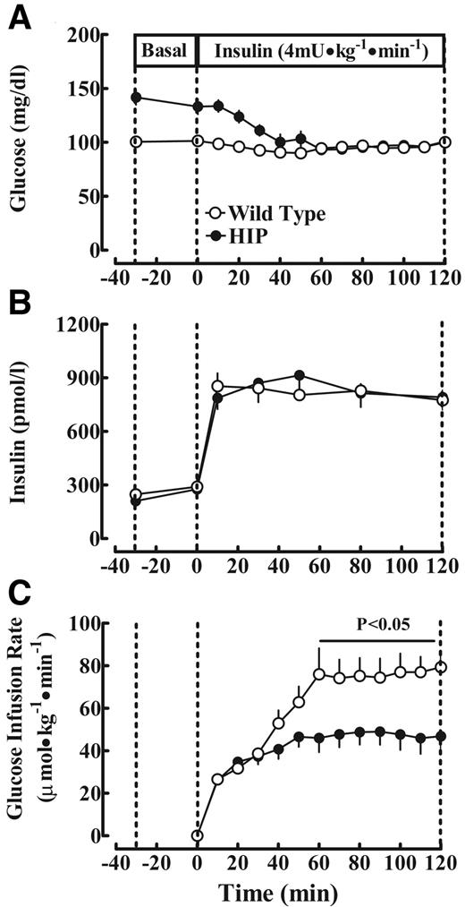 FIG. 4. Mean plasma glucose (A), insulin (B), and glucose infusion rates (C) at fasting (−30 to 0 min) and during the hyperinsulinemic-euglycemic clamp in 10 HIP and 11 wild-type rats at 5 months of age. Data are expressed as means ± SE.