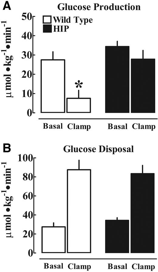FIG. 5. Mean rates of hepatic glucose production (A) and extrahepatic glucose disposal (B) at basal and during final 30 min of the hyperinsulinemic-euglycemic clamp in six HIP and five wild-type rats at 5 months of age. Data are expressed as means ± SE. *Basal vs. clamp, P < 0.05.