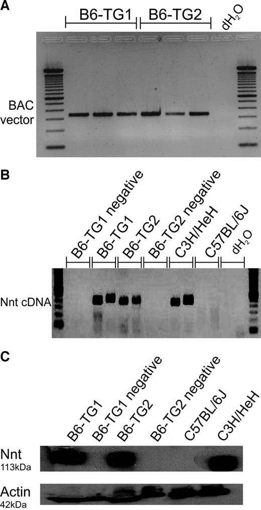 Deletion of Nicotinamide Nucleotide Transhydrogenase Diabetes