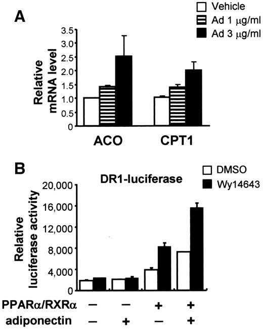 FIG. 1. Adiponectin increases PPARα transcriptional activity and target gene expression. A: The relative mRNA levels of PPARα target genes in differentiated C2C12 myotubes were measured 3 h after treatment with adiponectin. The amount of mRNA was normalized to GAPDH. Each experiment was independently performed at least three times. Ad, adiponectin. B: Relative luciferase activities measured from HEK293 cells transfected as indicated. RXRα, retinoid X receptor α.