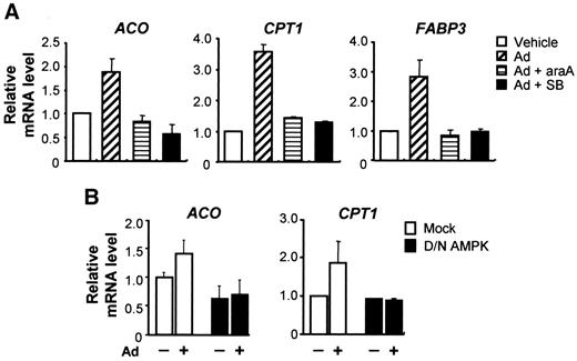 FIG. 3. Stimulation of PPARα target gene expression by adiponectin is repressed by inhibition of AMPK and p38 MAPK. The relative mRNA levels of PPARα target genes in differentiated C2C12 myotubes were measured 3 h after treatment with adiponectin (2 μg/ml). Before adiponectin treatment, the cells were either preincubated with araA (1 mmol/l) for 1 h or SB203580 (10 μmol/l) for 20 min (A) or infected with dominant-negative (D/N) AMPK–expressing adenovirus (B). The amount of mRNA was normalized to GAPDH.