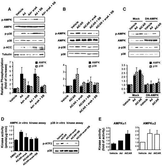 FIG. 5. Adiponectin signaling via AMPK and p38 MAPK. A–C: The levels of AMPK, p38 MAPK, and/or ACC phosphorylation in C2C12 myotubes were measured after 30 min incubation with adiponectin (5 μg/ml) or AICAR (2 mmol/l). Cells were pretreated with 2 mmol/l araA (1 h), 10 μmol/l SB203580 (20 min), or adeno-D/N AMPK before the addition of adiponectin or AICAR. D: In vitro AMPK and p38 MAPK kinase assays were performed using differentiated C2C12 myotubes under conditions identical with Fig. 5B. The level of p38 MAPK was determined as loading control. E: The kinase activity of the α1 and α2 subunits of AMPK from C2C12 cells were measured by IP-kinase assays with or without adiponectin or AICAR. Ad, adiponectin; SB, SB203580.