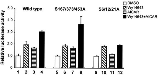 FIG. 6. PPARα S6/12/21A mutant is not activated by AMPK. Luciferase assays were carried out using the wild-type and two mutant forms (S167/373/453A and S6/12/21A) of PPARα. The results are presented as the fold of activation caused by treatment of Wy14643 or AICAR compared with vehicle for each type of PPARa.