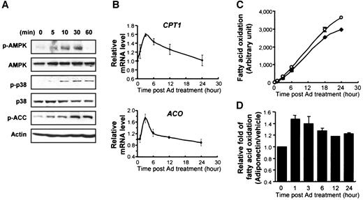 FIG. 7. Time-dependent regulation of AMPK and p38 MAPK phosphorylation, PPARα target gene expression, and fatty acid oxidation by adiponectin in C2C12 myotubes. A: The levels of AMPK, p38 MAPK, and ACC phosphorylation were measured at the indicated time points after treatment of adiponectin (5 μg/ml). B: The relative mRNA levels of CPT1 and ACO were measured at variable time points after treatment of adiponectin (2 μg/ml). The amount of mRNA was normalized to GAPDH. C: Cumulative amount of fatty acid oxidation was determined at different time points as indicated after adiponectin treatment (2 μg/ml). ♦, vehicle; ○, adiponectin. D: Fold of difference between adiponectin- and vehicle-treated cells.