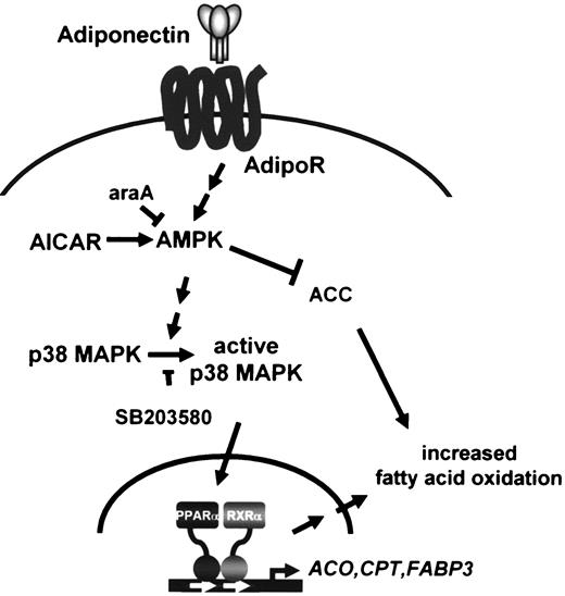 FIG. 8. Schematic model of adiponectin signaling on fatty acid oxidation in muscle cells. Sequential activation of AMPK, p38 MAPK, and PPARα leads to the induction of PPARα target genes involved in fatty acid utilization. This allows sustained stimulation of fatty acid oxidation via PPARα activation in addition to the transient induction triggered by ACC phosphorylation. RXRα, retinoid X receptor α.
