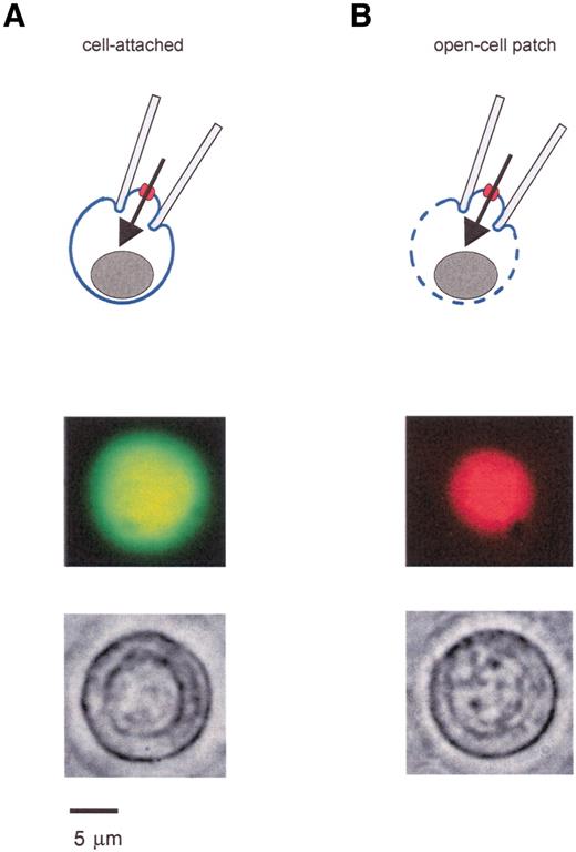 FIG. 1. Schematic of cell-attached (A, top panel) and open-cell (B, top panel) patch-clamp configurations. The same single β-cell before (A, middle panel) and after (B, middle panel) permeabilization with α-toxin. The external solution contained the membrane-permeant dye fluorescein diacetate (green fluorescence) and the membrane-impermeant nuclear stain propidium iodide (red fluorescence). Intact cells accumulate fluorescein diacetate but exclude propidium iodide (A). After permeabilization, fluorescein diacetate diffuses out, and propidium iodide enters the cell (B). Photomicrographs (A and B, bottom panels) show the gross structure of the cell remains unchanged after permeabilization.