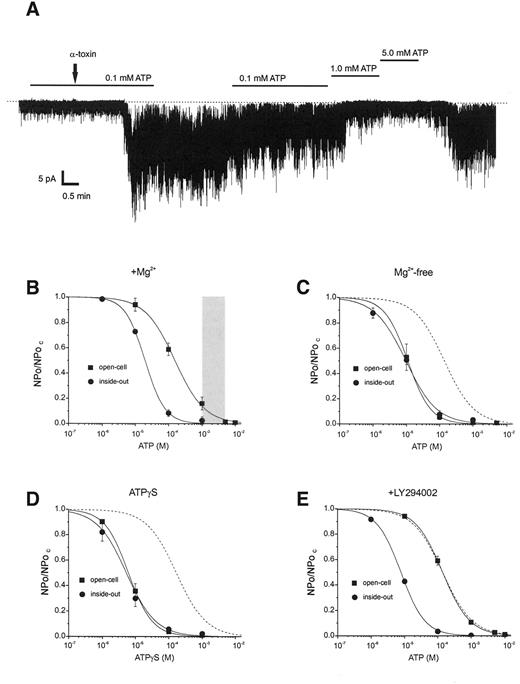 FIG. 2. A: Single-channel currents recorded at −60 mV from the same patch on a pancreatic β-cell exposed to internal solution, before and after permeabilization. The bath contained internal solution throughout the experiment, and α-toxin (5 μg/ml) and ATP were added as indicated. B and C: Mean ATP concentration-inhibition relationships for native β-cell KATP channels measured first in the open-cell and then in the inside-out patch in the presence (B) (open-cell, n = 7; inside-out, n = 4) or absence (C) (open-cell, n = 10; inside-out, n = 5) of Mg2+. D and E: Mean concentration-inhibition curve for ATPγS (D) (open-cell, n = 5; inside-out, n = 5) and ATP in the presence of 100 μmol/l LY294002 (E) (open-cell, n = 5; inside-out, n = 5) measured in open-cell and inside-out patches. The gray bar (B) indicates the physiologically relevant range of [ATP]i. The solid lines (B–E) indicate the best fit of Eq. 1 to the mean data. The dashed lines (C–E) indicate the fitted curve for data obtained in open-cell patches given in Fig. 2B. KATP channel activity (NPo) is expressed as a fraction of that in nucleotide-free solution (NPoc).