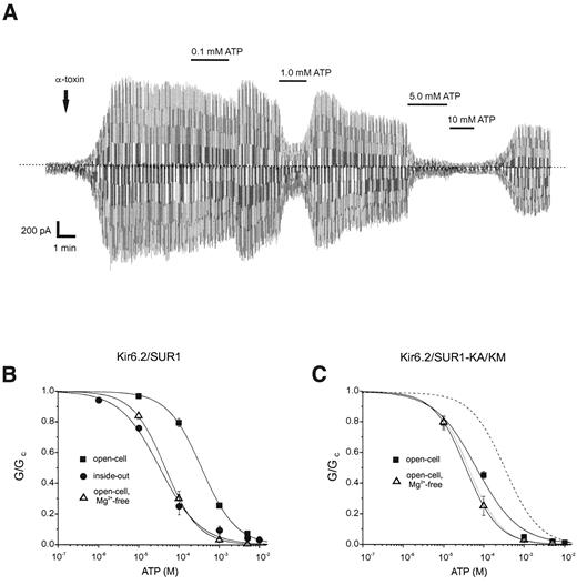 FIG. 3. A: Currents recorded from Kir6.2/SUR1 channels expressed in HEK cells in response to 3-s voltage ramps from −110 to +100 mV at a holding potential of 0 mV. B and C: Mean ATP concentration-inhibition curves measured in open-cell, open-cell Mg2+-free, and inside-out patches for Kir6.2/SUR1 (B) (open-cell, n = 6; open-cell Mg2+-free, n = 4; inside-out, n = 7) or Kir6.2/SUR1-KAKM (C) (open-cell, n = 4; open-cell Mg2+-free, n = 4). KATP conductance (G) is expressed as a fraction of that in nucleotide-free solution (Gc). The solid lines (B and C) indicate the best fit of Eq. 1 to the mean data. The dashed and dotted lines (C) indicate the fitted curves for data obtained for Kir6.2/SUR1 in the open-cell configuration with and without Mg2+, respectively.