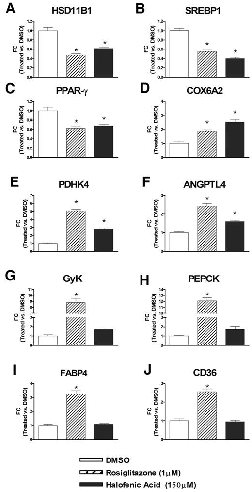FIG. 4. HA selectively modulates PPAR-γ responsive genes in differentiated 3T3-L1 adipocytes. 3T3-L1 cells were grown to confluence and differentiated into adipocytes. The cells were then treated for 24 h with or without either DMSO (0.1%), HA (150 μmol/l), or rosiglitazone (1 μmol/l). At the end of the treatment period, total RNA was isolated and quantitative fluorescent real-time PCR was performed as described in research design and methods. The expression level of each gene was plotted as relative fold change versus control (DMSO) for the following genes: HSD11B1, SREBP1, PPAR-γ, COX6A2, PDHK4, ANGPTL4, GyK, PEPCK, FABP4, and CD36. Ribosomal phosphoprotein P0 (36B4) was used as the normalization gene. The figures plot the means ± SE of quintuplicate samples. *P < 0.05 vs. control DMSO-treated adipocytes using ANOVA.