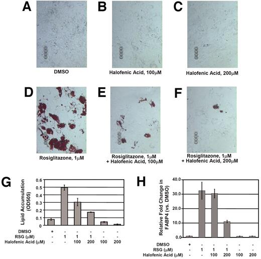 FIG. 5. HA shows weak adipogenic activity and antagonizes rosiglitazone-mediated differentiation in primary human preadipocytes. The effect of HA on primary human preadipocyte differentiation was assessed by Oil Red O staining of accumulated lipids and analysis of transcript levels of the adipogenic marker gene FABP4. A–F: Differentiation was visualized by Oil Red O staining by microscopy. Rosiglitazone treatment (1 μmol/l) resulted in a significant enhancement of Oil Red O staining, while cotreatment and HA (100 and 200 μmol/l) with rosiglitazone significantly inhibited the enhancement. G: Oil Red O staining of accumulated lipids was quantified by measurement of OD505. H: Transcript levels of FABP4 in treated adipocytes were assessed using quantitative real-time PCR. *P < 0.05 cotreatment vs. rosiglitazone treatment using ANOVA.