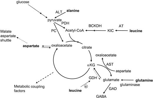 Amino Acid Metabolism, β-Cell Function, and Diabetes | Diabetes ...