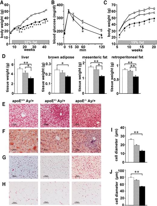 FIG. 1. ApoE deficiency suppressed body weight gain and fat accumulation. A and B: Body weights were determined from 6 to 40 weeks of age (A) and glucose tolerance tests were performed (B) in apoE+/+ mice (○) and apoE−/− mice (•; n = 6 per group) at 30 weeks of age with the C57BL/6 background. C: Body weights were determined from 6 to 20 weeks of age in apoE+/+;Ay/+ (○), apoE+/−;Ay/+ (▵), and apoE−/−;Ay/+ (•) mice fed 15% fat chow. d–J: The liver and fat tissues of apoE+/+;Ay/+, apoE+/−;Ay/+, and apoE−/−;Ay/+ mice at 11 weeks of age. D: The liver, brown adipose, and mesenteric and retroperitoneal white adipose tissues from apoE+/+;Ay/+ (□), apoE+/−;Ay/+ (), and apoE−/−;Ay/+ (▪) mice (n = 6–8 per group) were weighed. E–J: Histological findings of the liver stained with hematoxylin-eosin (E) and Oil Red O (F), as well as hematoxylin- eosin staining of brown adipose (G) and mesenteric white adipose (H) tissues in apoE+/+;Ay/+ (left), apoE+/−;Ay/+ (middle), and apoE−/−;Ay/+ (right) mice. Brown adipose (I) and mesenteric white adipose (J) cell diameters were measured in apoE+/+;Ay/+ (□), apoE+/−;Ay/+ (), and apoE−/−;Ay/+ (□) mice. Representative histological findings are shown. Data are presented as means ± SE. *P < 0.05, **P < 0.01 by the unpaired t test and one-way ANOVA.