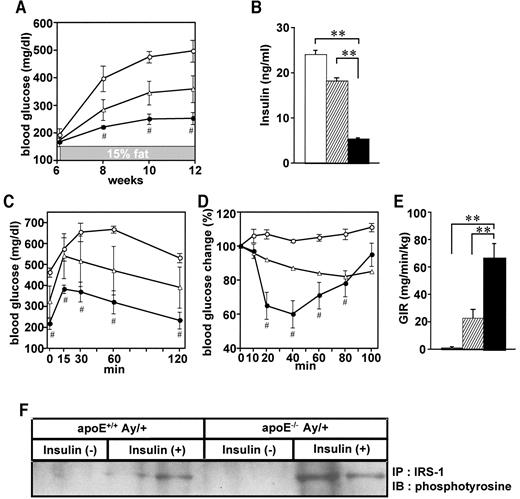 FIG. 2. ApoE deficiency improved glucose tolerance and insulin sensitivity in genetically obese mice. A: Fasting blood glucose levels were examined in apoE+/+;Ay/+ (○), apoE+/−;Ay/+ (▵), and apoE−/−;Ay/+ (•) mice biweekly from 6 to 12 weeks of age. B: Fasting plasma insulin levels of apoE+/+;Ay/+ (□), apoE+/−;Ay/+ (), and apoE−/−;Ay/+ (▪) mice were measured. C and D: Glucose tolerance (C) and insulin tolerance (D) tests were performed in apoE+/+;Ay/+ (○), apoE+/−;Ay/+ (▵), and apoE−/−;Ay/+ (•) mice. Data were expressed as percentages of blood glucose levels immediately before intraperitoneal insulin loading (n = 4–6 per group). E: Glucose infusion rates during hyperinsulinemic-euglycemic clamp studies were measured in apoE+/+;Ay/+ (□), apoE+/−;Ay/+ (), and apoE−/−;Ay/+ (▪) mice (n = 3 per group). F: Insulin-stimulated tyrosine phosphorylation of IRS-1 proteins in muscle. Mice that had been fasted for 16 h received an intravenous injection of 100 μl normal saline with or without insulin (10 units/kg body wt). Hindlimb muscles were removed 300 s later, and lysates were immunoprecipitated with anti–IRS-1 antibody. Immunoprecipitates were subjected to SDS-PAGE and immunoblotted with anti-phosphotyrosine antibody (4G10). Representative histological findings and immunoblots are presented. These metabolic studies in B–F were performed using 11-week-old mice. In A–E, data are presented graphically as means ± SE. *P < 0.05, **P < 0.01 by the unpaired t test and one-way ANOVA.