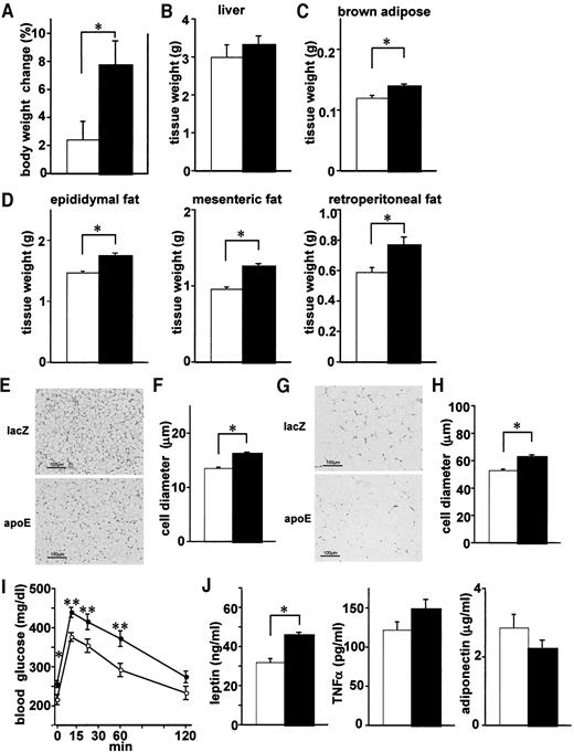 FIG. 4. Adenoviral apoE replenishment induced obesity and diabetes in genetically obese mice. ApoE−/−;Ay/+ mice were intravenously administered LacZ (□ or ○) or apoE (▪ or •) adenovirus at 10 weeks of age after 4 weeks of high-fat loading. A: Body weight changes for 7 days after adenoviral administration were examined. B–D: Weights of the liver (B) and brown adipose (C) as well as white adipose (D: left, epidydimal fat; middle, mesenteric fat; right, retroperitoneal fat) tissues were determined on day 7 after adenoviral injection (n = 6 per group). E–H: Histological findings of brown adipose (E and F) and mesenteric white adipose (G and H) tissues. Representative hematoxylin-eosin stained tissue samples are presented (E and G). Cell diameters were measured in these tissues (F and H). I: Glucose tolerance tests were performed on day 7 after adenoviral injection (n = 5–8 per group). J: Plasma adipocytokine levels (left, leptin; middle, TNF-α; right, adiponectin) were assayed on day 7 after adenoviral injection (n = 5–8 per group). Data are presented as means ± SE. *P < 0.05, **P < 0.01 by the unpaired t test.
