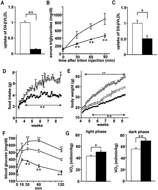 FIG. 5. ApoE deficiency inhibited β-VLDL uptake into adipocytes and the liver, decreased food intake, and increased energy expenditure. A: Uptakes of fluorescence-labeled β-VLDL, with (□) or without (▪) apoE, into cultured adipocytes were measured. β-VLDL was isolated from apoE−/− mouse sera, followed by labeling with DiI and pretreatment with or without human recombinant apoE3. Fully differentiated 3T3-L1 adipocytes were incubated with apoE-positive or apoE-less β-VLDL for 8 h, followed by measurement of fluorescence uptake into adipocytes. Data are presented as the relative amounts of β-VLDL uptake compared with apoE-positive β-VLDL uptake (n = 6 per group). B: Triglyceride secretion rates from the liver after administration of Triton WR-1339 were measured in 11-week-old apoE+/+;Ay/+ (○) and apoE−/−;Ay/+ (•) mice fed a high-fat diet for 5 weeks. C: Hepatic uptake of β-VLDL with or without apoE. Fluorescence-labeled β-VLDL with or without apoE was intravenously injected into 11-week-old apoE+/+;Ay/+ mice fed a high-fat diet for 5 weeks, followed by measurement of fluorescence levels in the liver 30 min after injection. Data are presented as the relative amounts of β-VLDL uptake compared with apoE-positive β-VLDL uptake (n = 4 per group). D: Daily food intake amounts from weaning through 8 weeks of age are presented. E and F: ApoE+/+;Ay/+ mice were allotted into two groups at 4 weeks of age, and one group of apoE+/+;Ay/+mice was given their daily food allotments based on the previous days’ consumption by apoE−/−;Ay/+ littermate mice. Body weights (E) were determined and glucose tolerance tests (F) were performed in apoE+/+;Ay/+ mice (○), pair-fed apoE+/+;Ay/+ mice (□), and apoE−/−;Ay/+ mice (•) (n = 6–8 per group). G: Resting oxygen consumption in the light and dark phases was measured at 5 weeks of age with open-circuit indirect calorimetry. n = 4 per group. Data are presented as means ± SE. *P < 0.05, **P < 0.01 by the unpaired t test. In E and F ##P < 0.01 for pair-feeding apoE+/+;Ay/+ mice versus apoE+/+;Ay/+ mice; *P < 0.05, **P < 0.01 for pair-feeding apoE+/+;Ay/+ mice versus apoE−/−;Ay/+ mice, by one-way ANOVA.