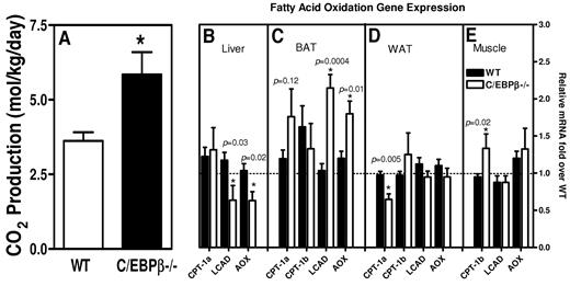 FIG. 3. C/EBPβ−/− mice have increased energy expenditure. A: CO2 production for fed wild-type and C/EBPβ−/− mice on a high-fat diet for 12 weeks. The values are the means ± SE for six mice per group for CO2 production. *P < 0.05. Real-time PCR quantification for β-oxidation gene expression in liver (B), BAT (C), WAT (D), and muscle (E) of mice fasted overnight after 12 weeks of high-fat diet. *P < 0.05 compared with wild-type mice. The values are the means ± SE for four mice per group normalized with 18s RNA and expressed as fold difference over wild-type mice in that tissue.