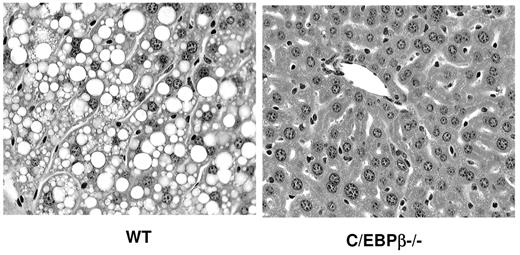 FIG. 5. The C/EBPβ−/− mice are resistant to fatty liver. Hematoxylin and eosin–stained sections of wild-type and C/EBPβ−/− livers after 12 weeks on high-fat diet.