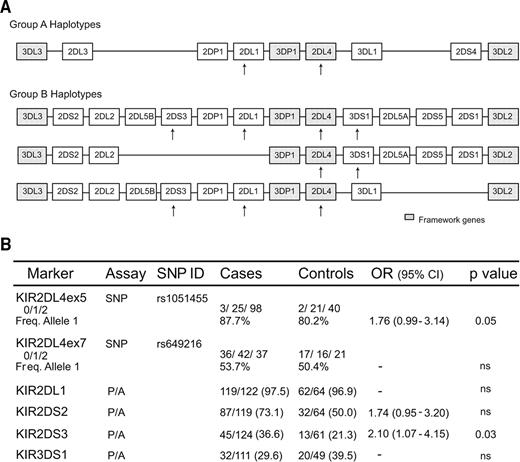 FIG. 6. Genotypes and haplotypes in the KIR complex. A: Structure of representative haplotypes of the A and B groups, which vary in gene composition. Each box represents a gene; shaded boxes represent framework genes present in all haplotypes. B: Distribution of genotypes for the two SNPs in the 2DL4 gene and for the presence/absence of the 2DL2 (inhibitory) and 2DS2, 2DS3, and 3DS1 (activating) genes, as determined from analysis of blood DNA. The genotype frequencies are shown in case and control subjects, as well as the odds ratio (OR) and P value when significant. ID, identification; P/A, presence/absence.