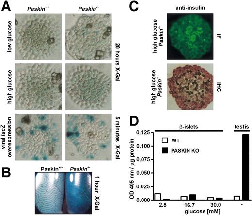 FIG. 1. Paskin gene expression in pancreatic islet β-cells derived from Paskin wild-type (WT) or knockout (KO) mice. Pancreata and testes were excised from the same male mice at 6–8 weeks of age. Islets were prepared, cultured under high- or low-glucose conditions, and stained as described in research design and methods. A: X-gal staining of islets to determine β-galactosidase activity derived from lacZ gene expression used as a reporter gene within the Paskin locus in Paskin−/− mice or derived from adenoviral lacZ expression as control. The different X-gal incubation times are indicated. B: Examples of a control X-gal staining of testes derived from the same animals. C: Examples of insulin immunodetection by immunofluorescence (IF) or immunohistochemistry (IHC), after X-gal staining, to confirm the identity and integrity of the β-cells. D: In another set of experiments, β-galactosidase activities were quantitatively determined by a colorimetric assay using protein extracts derived from pooled β-cells kept under different glucose concentrations as indicated, or from testes as control. The optical density (OD) 405 nm values were normalized to 1 μg of protein.