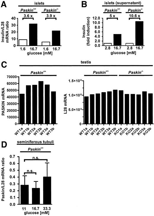 FIG. 2. Insulin gene expression and insulin secretion by pancreatic islet β-cells pooled from groups of eight Paskin wild-type (WT) or knockout (KO) mice. Pancreata and testes were excised from the same male mice at 6–8 weeks of age. Islets were prepared and then cultured under high- or low-glucose conditions, and insulin mRNA and protein secretion was determined by real-time RT-PCR and radioimmunoassay, respectively. Glucose induction of insulin mRNA (A) and insulin secretion (B) were equal in β-cells derived from Paskin wild-type and knockout mice. C: Example of simultaneous PASKIN mRNA determination in testes derived from the same mice as those used for islet preparation. “a” and “b” refer to left and right testis of the same animal. PASKIN mRNA was undetectable in knockout mice (not shown). D: Lack of PASKIN mRNA induction by glucose in cultured seminiferous tubules derived from 14-week-old mice. Data are the means ± SE of n = 3 independent experiments. n.s., not significant, with P = 0.80 and 0.65, respectively, using unpaired Student’s t tests.