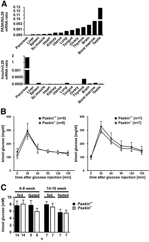 FIG. 3. Normal blood glucose concentrations and glucose tolerance in Paskin wild-type and knockout mice. A: PASKIN and insulin mRNA levels in different organs derived from C57BL/6 mice determined by real-time PCR. Sc. muscle, skeletal muscle. B: Intraperitoneal glucose tolerance tests in 6- to 8-week-old (left panel) or 14- to 16-week-old (right panel) Paskin wild-type or knockout mice. C: Blood glucose concentrations in 6- to 8-week-old or 14- to 16-week-old Paskin wild-type or knockout mice either fed ad libitum or fasted overnight for 16 h. Data are the means ± SD values of the indicated number (n) of male mice.