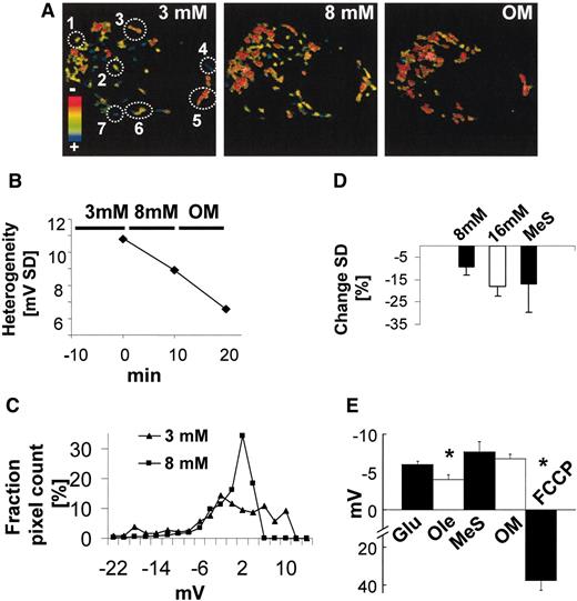 FIG. 2. A: Mitochondria in dispersed β-cells show heterogeneity in Δψ. Representive pseudo-color images of TMRE-to-MTG ratio of a cell imaged in glucose concentrations of 3, 8, and 8 mmol/l with 1 μmol/l OM. As indicated by the color bar, hyperpolarized mitochondria appear red, while depolarized appear blue. The ΔΨ of each mitochondria (encircled) was calculated in reference to the average ΔΨ of all mitochondria in the cell using a modified version of the Nernst equation (online supplement, Equation 2): 1, −1.5 mV; 2, 3.8 mV; 3, −6.4 mV; 4, −12.8 mV; 5, 5.8 mV; 6, −0.7 mV; and 7, −20.5 mV. Scale bar = 5 μm. B: The distribution of Δψ narrows with glucose and OM. Heterogeneity was measured before and after glucose and OM challenge (same cell as in Fig. 3A). The ratio (MTG-to-TMRE) FI of each individual pixel was determined and the SD of the Δψ calculated (online supplement, Equation 3). C: Effect of fuel challenge on the distribution range of heterogeneity in Δψ of a dispersed β-cell (online supplements, Equation 3). Triangles and squares indicate distribution at 3 (SD 8.2) and 8 mmol/l (SD 4.6) glucose, respectively. The millivolt values were binned at a 2-mV interval. Relative pixel frequency of each millivolt interval is indicated on the y-axis. D: Mean decrease in heterogeneity (lower SD) in ΔΨ with fuel challenge. WT dispersed β-cells were kept at 3 mmol/l glucose, and fuel challenge was set as elevation of glucose concentration to 8 mmol/l (n = 11 cells) or 16 mmol/l (n = 7 cells) or addition of 15 mmol/l MeS (n = 9 cells). All data points were statistically significant compared with 3 mmol/l. E: Fuel-induced change in Δψ of dispersed β-cells. Change in Δψ was measured for 5 different stimuli (online supplement, Equation 1), as follows: 1) elevation in glucose concentration from 3 to 8 mmol/l (Glu) (n = 49 cells), 2) 0.3 μmol/l oleate added on top of glucose that had previously been increased from 3 to 8 mmol/l (Ole) (n = 14 cells, P <0.05), 3) 15 mmol/l MeS added to normal cells in 3 mmol/l glucose (MeS) (n = 13 cells, P < 0.05), 4) 1 mmol/l OM added to normal cells in 8 mmol/l glucose (OM) (n = 39 cells, P <0.05), and 5) 1 μmol/l FCCP added to normal cells in 8 mmol/l glucose and 1 μmol/l OM (FCCP) (n = 13 cells, P < 0.0001). P values were calculated by comparing with the baseline values of the cell and by comparing between the different agents. The significant P values of the latter are indicated by *.