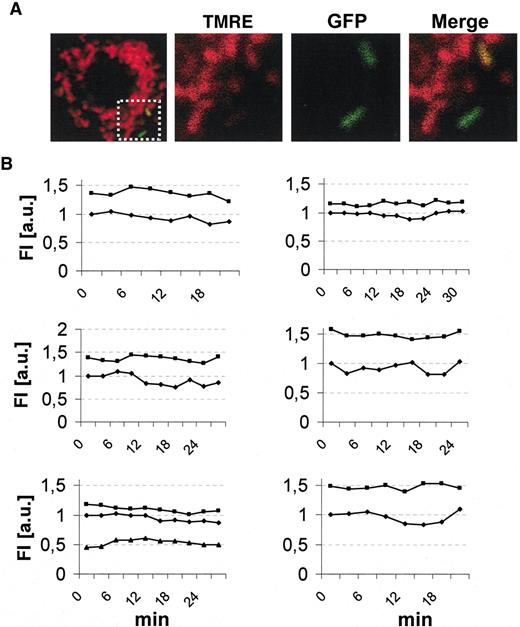 FIG. 3. Tracking Δψ in individual β-cell mitochondria using TMRE and PA-GFPmt. A: Mitochondria with different TMRE staining were labelled by photo-activation. B: ΔΨ was monitored by time lapse imaging. C: ATP-hydrolyzing mitochondria are minor contributors to Δψ. A dispersed β-cell imaged at 3 mmol/l glucose, before and after addition of 1 μmol/l OM. Only one mitochondrion depolarized, equivalent to ∼1% of the mitochondrial area in the confocal image section. Bar indicates a potential difference of 28 mV between the depolarized mitochondrion (blue) and its neighbour (online supplement, Equation 4).