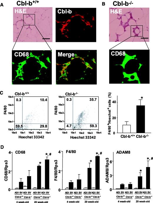 FIG. 4. Infiltration of macrophages into WAT. A and B: Sections (3 μm thickness) from WAT of 20-week-old Cbl-b+/+ (A) and Cbl-b−/− (B) mice were stained with H&E. Serial sections were immunostained with anti–Cbl-b and anti-CD68 antibodies. Fluorescence microscopic images were merged. Similar results were obtained in four separate experiments, and the best results are shown as representative images. Scale = 50 μm. C: The ratio of F4/80 and Hoechst 33342 double-positive cells to total cells in SV fractions from WAT of Cbl-b+/+ and Cbl-b−/− mice was measured by flow cytometric analysis. Data are means ± SD (n = 3). *P < 0.05 compared with Cbl-b+/+ mice. D: Expression of macrophage marker transcripts in SV and adipocyte factions (ADIs) separated from epididymal WAT was assessed by real-time RT-PCR analysis. The fluorescence ratio of target gene cDNA to ribosomal protein S3 (Rps3), a housekeeping gene, was calculated. Data are means ± SD (n = 4). *P < 0.05, #P < 0.05 compared with the values of 4- and 20-week-old Cbl-b+/+ mice, respectively.