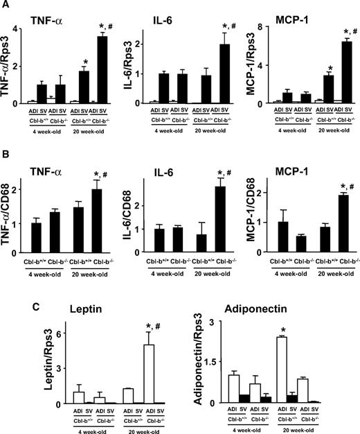 FIG. 5. Expression of cytokines and adipokines in white adipose tissue. A–C: Expression levels of cytokines (A and B) and adipokine (C) transcripts in SV and adipocyte factions (ADIs) separated from epididymal WAT were assessed by real-time RT-PCR analysis. The fluorescence ratio of target gene cDNA to ribosomal protein S3 (Rps3) (A), a housekeeping gene, or CD68 (B), a macrophage-specific gene, was calculated. Data are means ± SD (n = 4). *P < 0.05, #P < 0.05 compared with the values of 4- and 20-week-old Cbl-b+/+ mice, respectively.