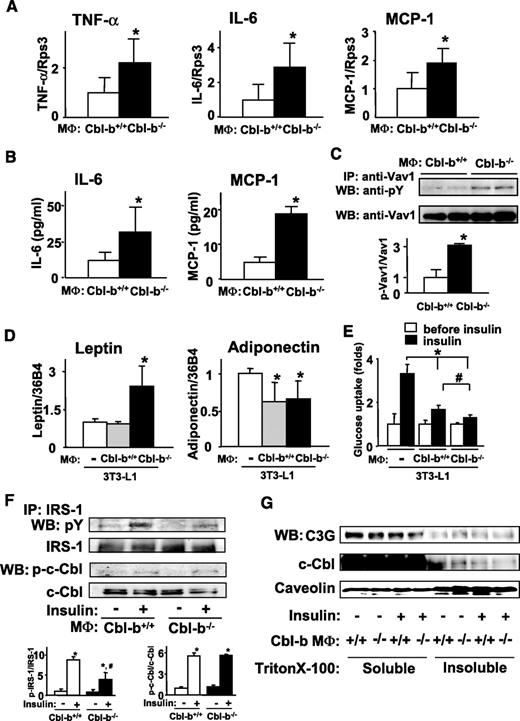 FIG. 6. Effects of cultured Cbl-b−/− peritoneal macrophages on cytokine expression, glucose uptake, and insulin signaling in 3T3-L1 adipocytes. A–C: Peritoneal macrophages (MΦ) (1 × 104) from 8-week-old proteose peptone-treated Cbl-b+/+ and Cbl-b−/− mice were collected and cultured for 3 days. The amounts of cytokine transcripts (A) and proteins (B) were measured by real-time RT-PCR and ELISA, respectively. The fluorescence ratio of the target gene cDNA to Rps3, a housekeeping gene, was calculated. Phosphorylation of Vav1 was assessed by immunoprecipitation and Western blotting (C). Data are means ± SD (n = 4 for RT-PCR, n = 10 for ELISA, n = 4 for Western blotting). *P < 0.05 compared with Cbl-b+/+ mice. IP, immunoprecipitation; WB, Western blotting. D: 3T3-L1 adipocytes (1 × 106) were co-cultured with peritoneal Cbl-b+/+ or Cbl-b−/− macrophages (1 × 104), which were prepared as described in A. Three days later, the expression of adipokine transcripts was measured by real-time RT-PCR. The fluorescence ratio of the target gene cDNA to 36B4, a housekeeping gene of adipocytes, was calculated. Data are means ± SD (n = 4). *P < 0.05 compared with adipocytes cultured alone. E: 3T3-L1 adipocytes were co-cultured without or with Cbl-b+/+ and Cbl-b−/− macrophages for 3 days. The uptake of 2-DG by 3T3-L1 adipocytes was measured before and 30 min after treatment with 100 nmol/l insulin. Data are means ± SD (n = 4). *P < 0.05, #P < 0.05 compared with adipocytes cultured alone and co-cultured with Cbl-b+/+ macrophages, respectively. F: Phosphorylation of insulin signal molecules before or 5 min after treatment with 100 nmol/l insulin was assessed by immunoprecipitation and/or Western blotting. The ratio of phosphorylated IRS-1 or c-Cbl to respective total protein was calculated by densitometric analysis. Data are means ± SD (n = 4). *P < 0.05, #P < 0.05 compared with before insulin treatment and co-cultures with Cbl-b+/+ macrophages, respectively. G: 3T3-L1 adipocytes were co-cultured without or with Cbl-b+/+ and Cbl-b−/− macrophages for 3 days. Before or 5 min after treatment with 100 nmol/l insulin, the translocation of C3G and c-Cbl into lipid rafts in 3T3-L1 adipocytes was measured by Western blotting. Samples were separated into Triton X-100–soluble and –insoluble fractions, respectively. Similar results were obtained from three separate experiments.