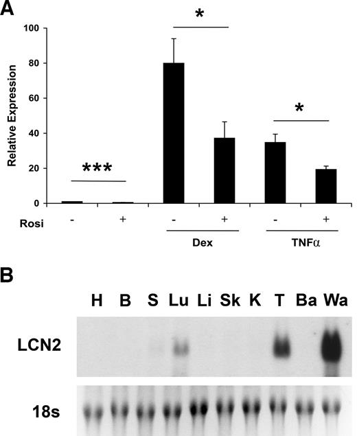FIG. 1. Lcn2 is expressed in adipocytes and is regulated by Dex and TNF. A: Mature 3T3-L1 adipocytes were treated with Dex (1 μmol/l) or TNF (4 ng/μl) in the presence or absence of rosiglitazone (Rosi) (1 μmol/l), and Lcn2 mRNA levels were measured by quantitative PCR. Data are means ± SD. *P < 0.05, ***P = 0.005 relative to no rosiglitazone, n = 3. B: Northern analysis of murine heart (H), brain (B), spleen (S), lung (Lu), liver (Li), skeletal muscle (Sk), kidney (K), testis (T), brown adipose tissue (Ba), and perigonadal white adipose tissue (Wa) from male C57BL/6 mice.