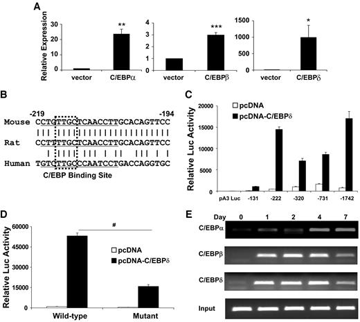 FIG. 3. Lcn2 expression in adipocytes is C/EBP dependent. A: PPARγ−/− cells were infected with C/EBP-expressing retroviruses, and endogenous levels of Lcn2 were measured by quantitative PCR relative to cells transduced with empty vector. Data are means ± SD. *P < 0.05, **P < 0.01, ***P < 0.001, n = 3. B: Alignment of mouse, rat, and human Lcn2 promoter sequences reveals a putative C/EBP binding site. Boxed letters, core nucleotides essential for C/EBP binding. C: Deletion analysis of murine Lcn2 promoter fragments in transiently transfected NIH-3T3 cells in the presence (▪) or absence (□) of cotransfected C/EBPδ. Data are means ± SD, n = 3. D: Mutation analysis of the core C/EBP-binding motif. NIH-3T3 cells were transfected with the wild-type −222 fragment luciferase construct or with the same fragment after mutation of the core TTGC in the presence (▪) or absence (□) of cotransfected C/EBPδ. Data are means ± SD, n = 6. #P = 3.3−10. E: Chromatin immunoprecipitation assay of the proximal Lcn2 promoter in 3T3-L1 cells at different time points after differentiation.