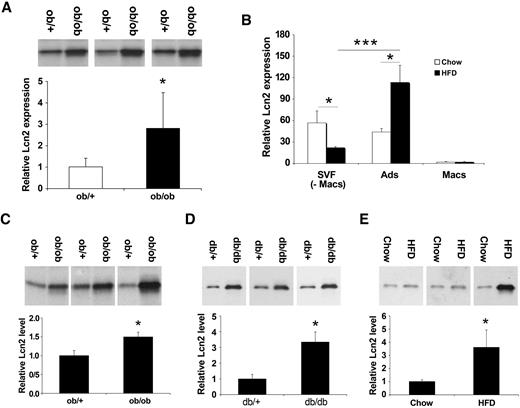 FIG. 4. Lcn2 is elevated in obesity. A: Lcn2 protein levels in perigonadal WAT lysates (30 μg/lane) from male ob/+ (n = 5) and ob/ob (n = 7) mice. Data are means ± SD. *P < 0.05. B: Lcn2 mRNA expression in fractionated WAT from male C57BL mice given chow (n = 7) or high-fat (n = 7) diet, relative to expression in chow macrophages. Ads, adipocytes; Macs, macrophages. Data are means ± SD. *P < 0.05, ***P < 0.001. C: Lcn2 protein levels in serum from fed male ob/+ (n = 6) and ob/ob (n = 10) mice, measured by Western blotting and expressed as fold relative to the mean of ob/+ controls. D: Lcn2 protein expression in serum from fed female db/+ (n = 8) and db/db (n = 8) mice, expressed as fold relative to the mean of db/+ controls. E: Lcn2 protein expression in serum from chow (n = 15) and high-fat–fed male (n = 18) mice, expressed as fold relative to the mean of chow-fed controls. Data for C, D, and E are shown as the mean for each group, with representative Western blots from three lean and three obese animals shown on top. For SD and statistical analysis, see text.