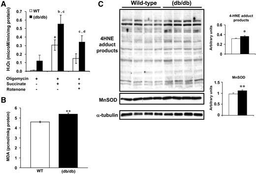 FIG. 2. Increased oxidative stress in db/db hearts. A: H2O2 production in isolated mitochondria from wild-type and db/db hearts (n = 6 hearts per genotype). H2O2 production was measured under state 4 conditions (in the presence of 1 μg/ml oligomycin) with succinate (4 mmol/l) and rotenone (10 μmol/l). aP < 0.04 vs. wild type treated with oligomycin alone; bP < 0.05 vs. similarly treated wild type; cP < 0.05 vs. db/db treated with oligomycin alone; dP < 0.03 vs. db/db treated with succinate. B: MDA levels in wild-type and db/db heart homogenates (n = 6 hearts per genotype performed in triplicate). C: Representative Western blots and the corresponding densitometry for 4-HNE protein adducts and MnSOD in wild-type and db/db hearts. These blots were normalized to α-tubulin (bottom). Densitometry is based on seven wild-type and six db/db hearts performed in duplicate. □, wild type; ▪, db/db. Data represent means ± SE. *P < 0.05; **P < 0.005 vs. wild-type controls.