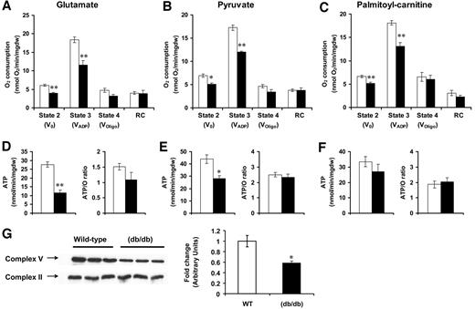 FIG. 3. Mitochondrial function studied in saponin-permeabilized cardiac fibers obtained from glucose-perfused db/db and wild-type (WT) hearts. A: Glutamate-malate respiration. State 2 (V0) corresponds to respiration in the presence of substrate, state 3 (VADP) is respiration in the presence of substrate plus 1 mmol/l exogenous ADP, state 4 (VOligo) corresponds to respiration in the absence of ATP synthesis using 1 μg/ml oligomycin to inhibit ATP synthase, and RC is the respiratory control ratio (VADP:VOligo). B: Pyruvate-malate respiration. C: Palmitoyl-carnitine–malate respiration. D–F: ATP synthesis rates and ATP-to-O ratios in glutamate, pyruvate, and palmitoyl-carnitine respiring fibers, respectively. Data were obtained from four hearts per genotype for glutamate and pyruvate and from five hearts per genotype for palmitoyl-carnitine. G: Representative Western blot and the corresponding densitometry for the α-subunit of the F1 complex of the ATP synthase protein (complex V). The blots were normalized to complex II protein, which was unchanged between the two genotypes (n = 3 hearts per genotype). □, wild type; ▪, db/db. Data represent means ± SE. *P < 0.05; **P < 0.005 vs. wild-type controls.