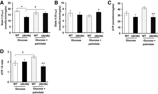 FIG. 4. Fatty acid–induced mitochondrial uncoupling in db/db hearts. State 3 (VADP) (A), state 4 (VOligo) (B), ATP (C), and ATP-to-O ratios (D) in glucose- and glucose-plus-palmitate–perfused wild-type (□, ) and db/db (▪, ) hearts. The respirations were performed on saponin-permeabilized cardiac fibers in the presence of palmitoyl-carnitine–malate. Data represent means ± SE. *P < 0.05; **P < 0.005 vs. wild type under the same perfusion conditions; †P < 0.05 vs. glucose (n = 6 hearts per genotype).