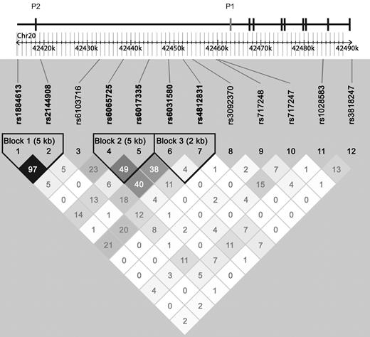 FIG. 1. LD plot across the HNF4A locus in the Norwegian population. The HNF4A coding exons and the P2 promoter are illustrated with black crossbars on the top line and the location of the P1 promoter with a gray crossbar. The twelve successfully genotyped SNPs are listed below the line. The bottom part of the figure presents an LD plot based on the r2 measure. Each diamond represents the strength of pairwise r2, with black indicating strong LD and logarithm of odds score. The pairwise r2 values are written in the boxes. There are three two-marker haplotype blocks, as suggested by the Gabriel et al. method. The leftmost block contains the P2 promoter. The two rightmost SNPs located within the coding region of the gene show very little LD with the promoter region SNPs. The LD plot was produced by Haploview, version 3.2, software.