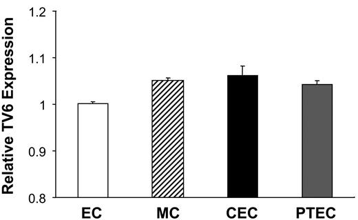 FIG. 2. Levels of tv6 expression in human renal cells. Quantitative PCR was performed in triplicate using tv6 primers and RNA extracted from epithelial cells (EC), mesangial cells (MC), renal CECs, and PTECs, as described in research design and methods. Results shown represent tv6 expression levels normalized to ACTB. Expression levels in each cell type have been normalized to expression in epithelial cells.