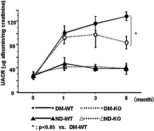 FIG. 2. Time course of UACR. UACR of diabetic SR-A+/+ mice (DM-WT, closed circle) increased progressively, whereas it was suppressed in diabetic SR-A−/− mice (DM-KO, open circle). UACR of nondiabetic SR-A+/+ mice (ND-WT, closed triangle) and nondiabetic SR-A−/− (ND-KO, open triangle) did not increase remarkably. Data are means ± SE. *P < 0.05 for DM-WT versus DM-KO.